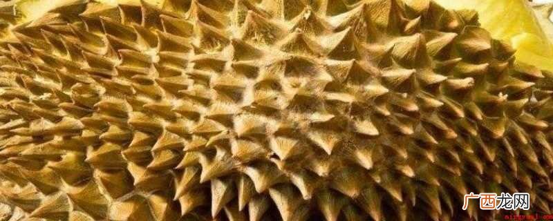榴莲软烂是坏了的吗