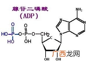 什么是腺嘌呤,生物中的嘌呤和嘧啶分别用什么符号表示？