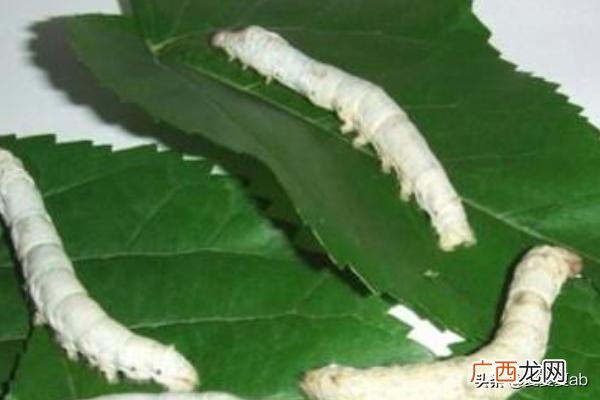 蚕怎么养,蚕宝宝怎么养？