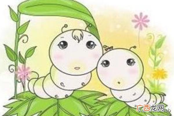 蚕怎么养,蚕宝宝怎么养？