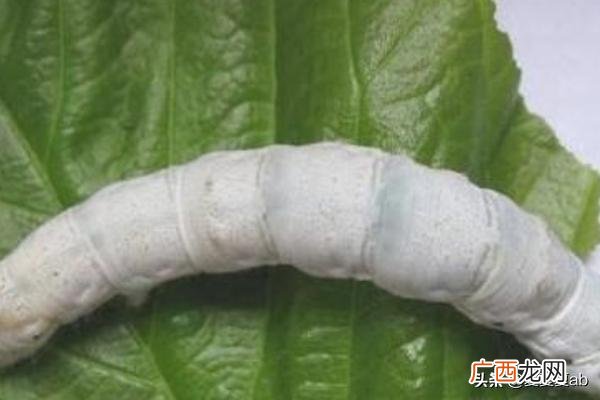 蚕怎么养,蚕宝宝怎么养？