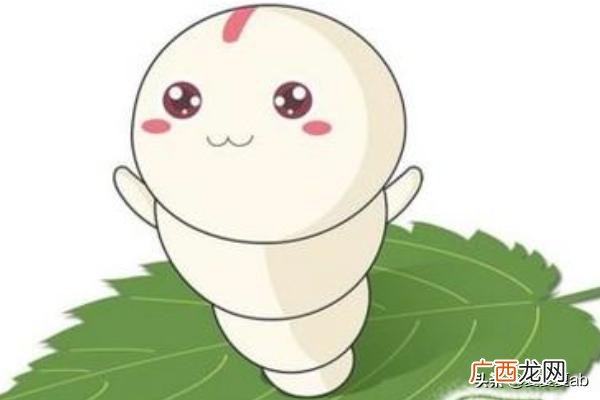 蚕怎么养,蚕宝宝怎么养？