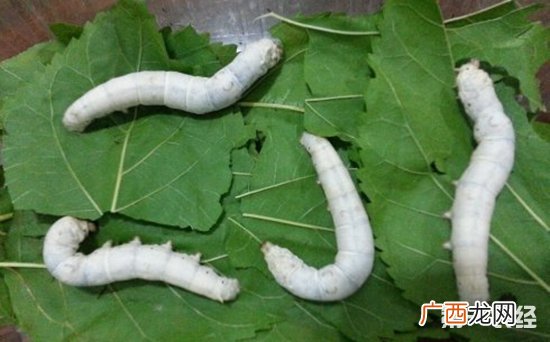 蚕怎么养,蚕宝宝怎么养？