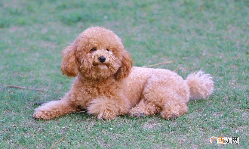 养泰迪狗的好处和坏处,家里养泰迪犬好不好？