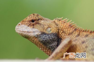 神龙见首不见尾是什么意思,神农见首不见尾是什么意思?