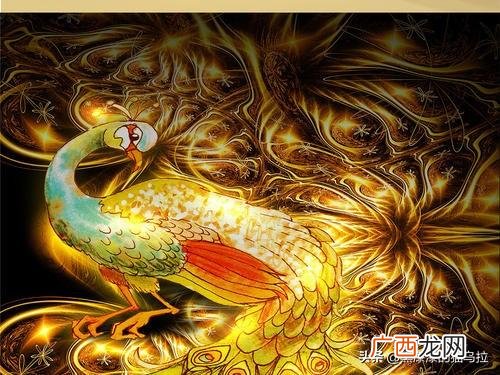 凤凰是什么动物,凤凰是什么动物？
