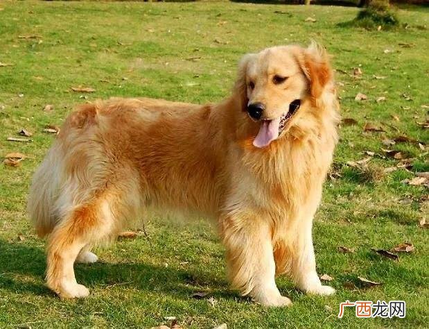 金毛犬有什么优缺点,金毛的优缺点？