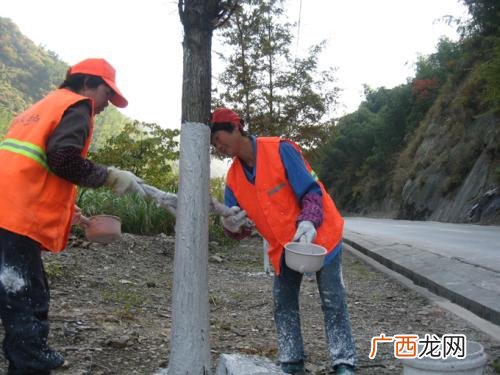 树为什么要刷白漆,为什么大树要刷白漆和红杠？