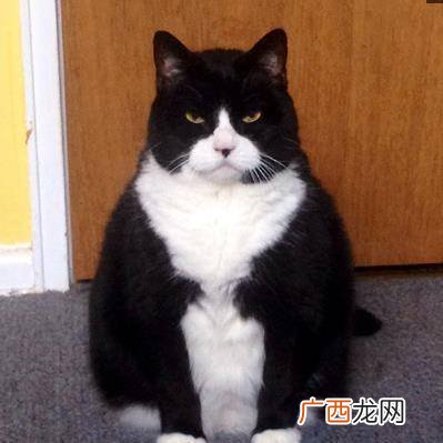 猫的牙齿是什么样子的,猫两年牙齿什么样子?