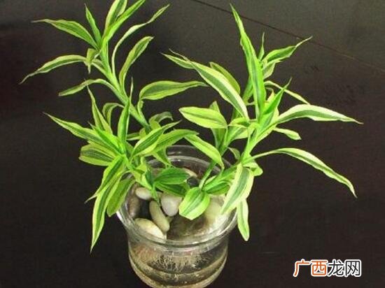 水培平安竹怎么养,平安竹可以剪枝吗？