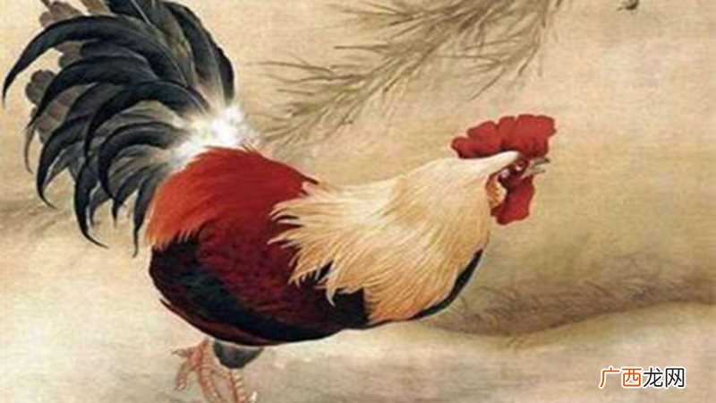 什么属相与属鸡相合财了 属鸡和属龙的合财吗