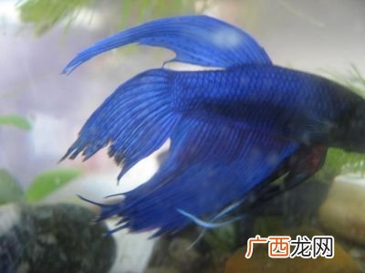 尾巴的用途是什么,你还知道哪些动物的尾巴它们有什么用？