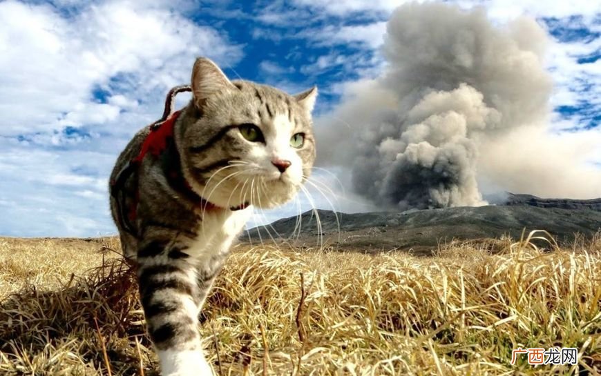 猫和老虎的能相处吗,猫和老虎是同一科吗？
