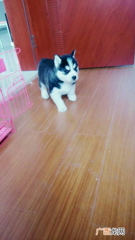 狗狗能吃鱿鱼吗,新买的小狗只吃鱿鱼丝怎么办啊？