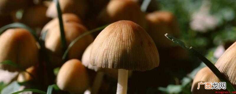 蘑菇放冰箱一个星期还能吃吗