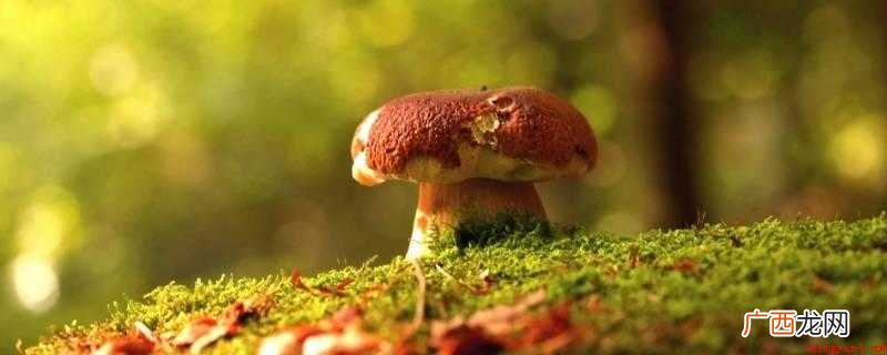 蘑菇发黑能吃吗