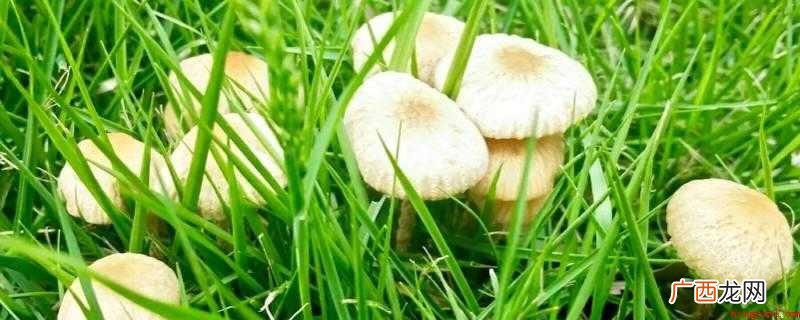 蘑菇里面一圈黑黑的可以吃吗