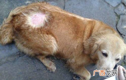 狗长癣用什么药,狗的身上长癣怎么治？