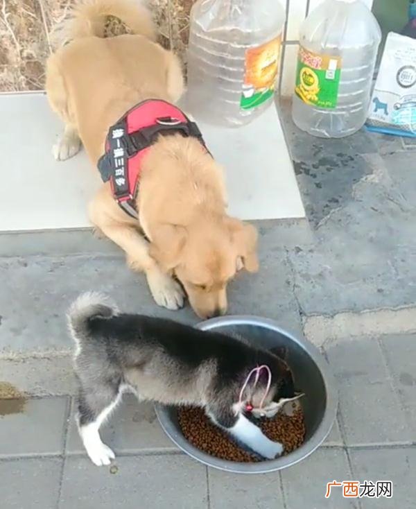 狗护食是什么行为,什么动物护食?
