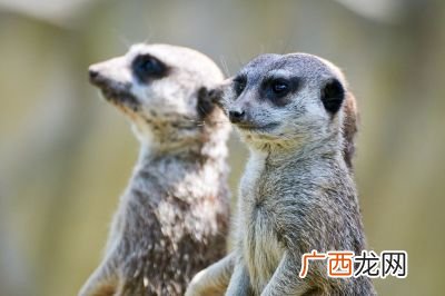 中国珍稀动物有哪些,中国20种濒危珍稀动物大盘点?