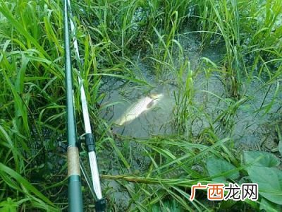鲻鱼什么季节钓合适,鲻鱼几点好钓?