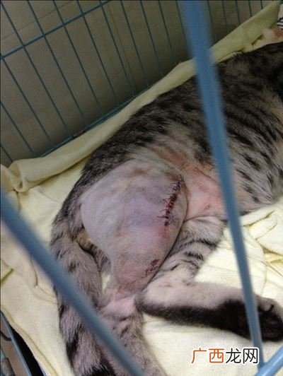 猫咪骨折怎么办,我的小猫咪骨折了，怎么办！急急很急？