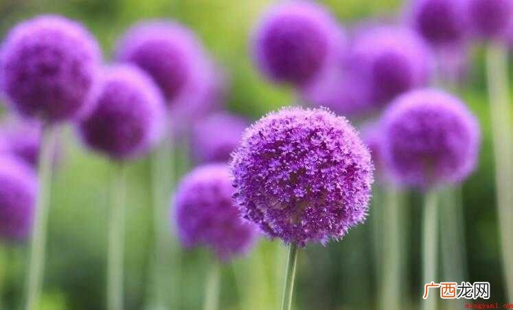 描写花的四字词语有哪些