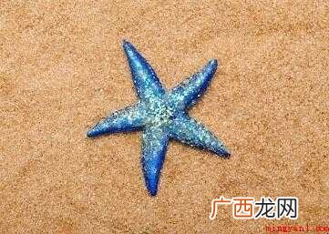 海星怎样吃