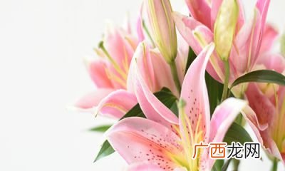 粉红色百合花代表什么,粉色的百合花是什么意义？