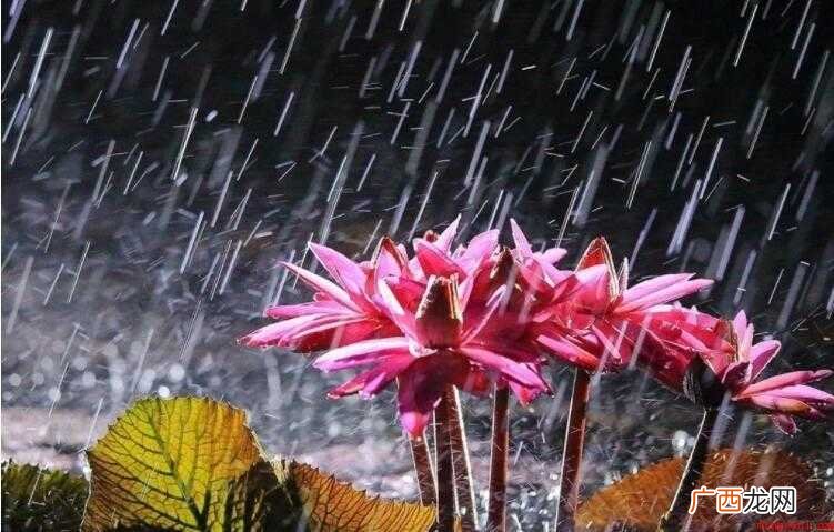 形容下雨的优美诗句有哪些
