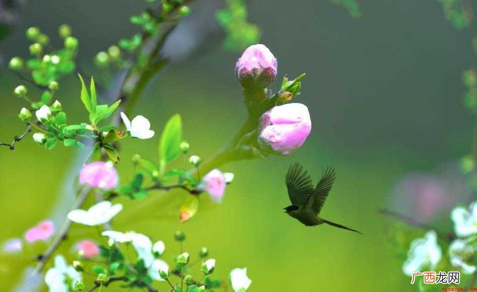 花香鸟语是什么意思