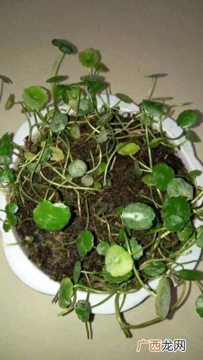 铜钱草有毒吗,铜钱草有毒吗？