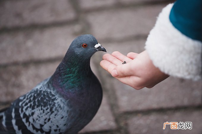 喂鸽子的保健砂是什么,请问鸽子吃的保健沙是什么沙？