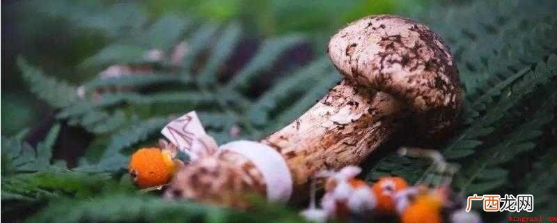 松茸不能和什么一起煮