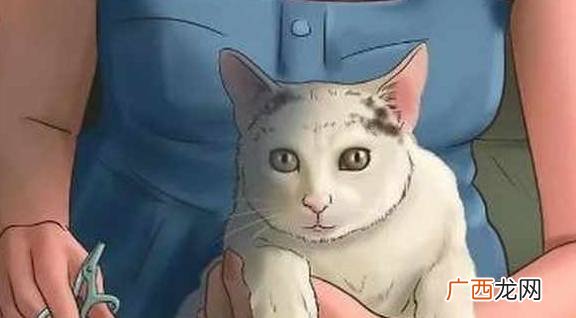 怎么给猫剪指甲,给猫剪指甲的小妙招？