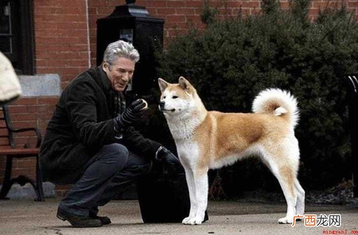 《忠犬八公》的故事观后感怎么写