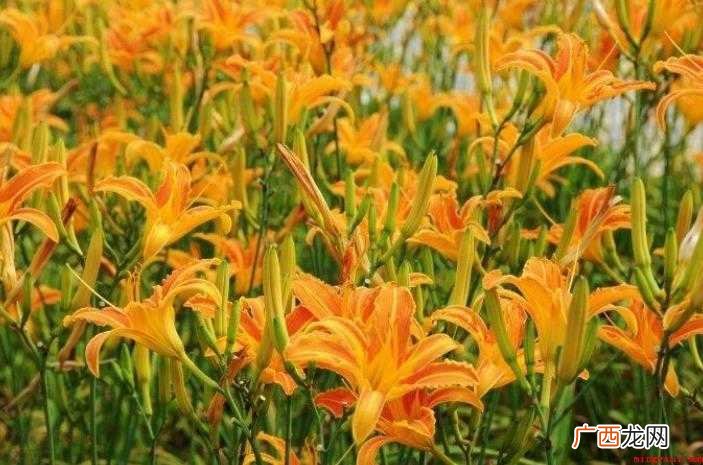 萱草的花语有哪些
