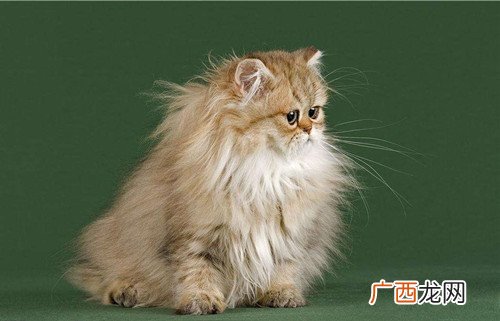 猫吐猫粮怎么办,猫咪总是吐猫粮怎么办?