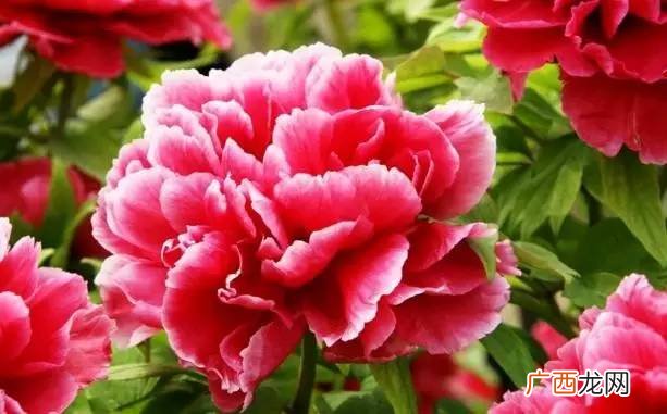 牡丹花的花瓣形状,描写牡丹花花瓣的句子？
