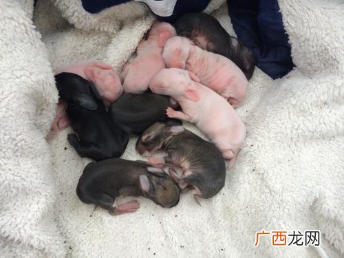 刚出生的小兔子能喝牛奶吗,小兔在没满月前能喂牛奶吗？