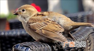 鸟的英语单词怎么写,鸟的英文怎么写？