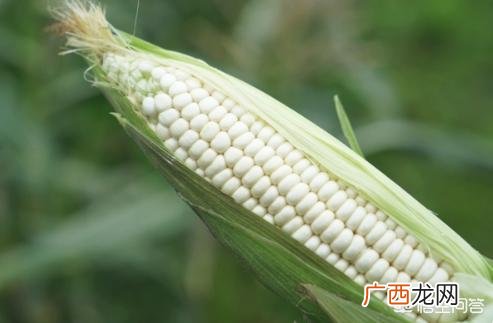 水果玉米是转基因的吗,水果玉米和粘玉米的区别?哪一种是转基因的？