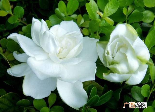 栀子花好养吗,茶花和栀子花哪种好养？