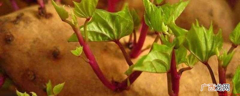 红薯发芽了能不能吃