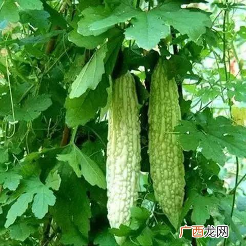 苦瓜什么时间种植,盆栽苦瓜种植时间和方法？