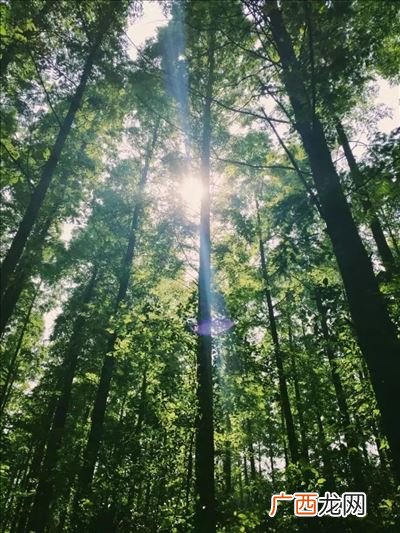池塘边的榕树上是什么歌,一天又一天是什么歌？