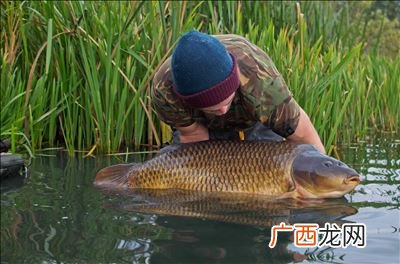 钓鲤鱼怎么打窝,黑坑谷麦钓鲤鱼怎么打窝？
