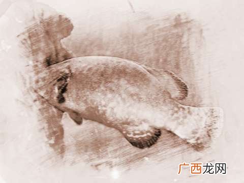 梦见大鱼是什么意思,梦到抓了好多大鱼？