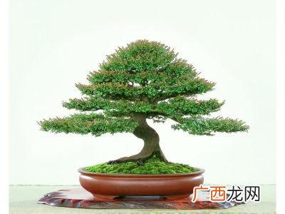小叶紫檀盆景怎么养,紫檀树盆景怎么养？