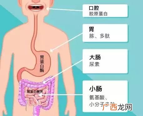 蛋白质如何分解成氨基酸,葡萄糖，脂肪和氨基酸之间相互转变的途径？